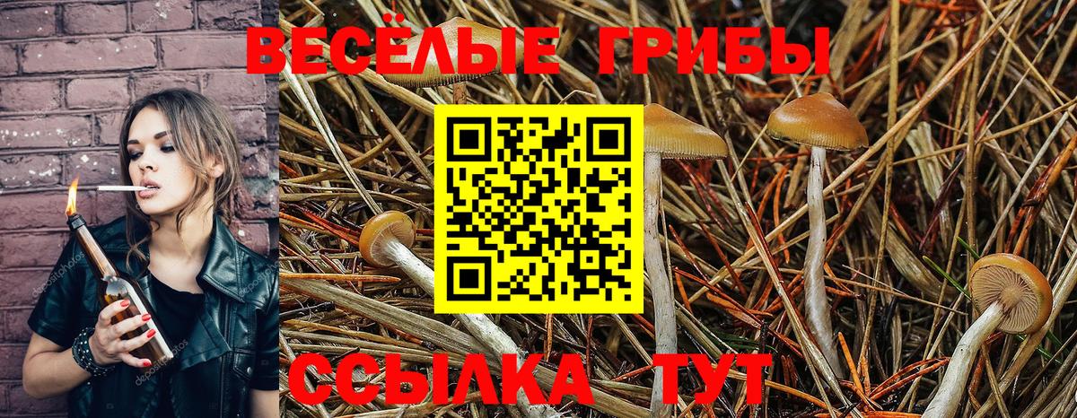 Галлюциногенные грибы Psilocybe Тамбов